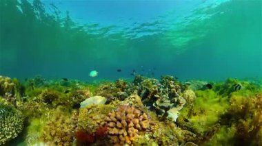 Tropikal balık ve mercanlarla dolu güzel sualtı manzarası. Filipinler.