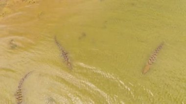 Göl manzaralı vahşi timsah. Sri Lanka. Panama Wewa, Arugam Körfezi.