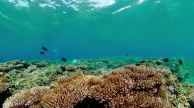 Scene reef. Marine life sea world. Underwater fish reef marine.