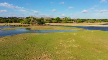 Tropikal bir orman bölgesinde kuşların ve vahşi hayvanların olduğu göl manzarası. Kumana Ulusal Parkı, Sri Lanka.