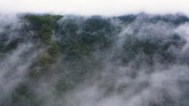 Clouds over the rainforest and jungle in the mountains. Sri Lanka.