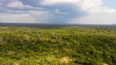 Ulusal Park 'taki Orman ve Yağmur Ormanları' nın insansız hava aracı. Sri Lanka.