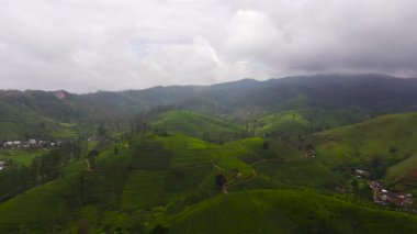 Sri Lanka 'daki Çay Evi manzarasının en üst görüntüsü. Yeşil çay tarlaları olan bir manzara. Maskeliya.