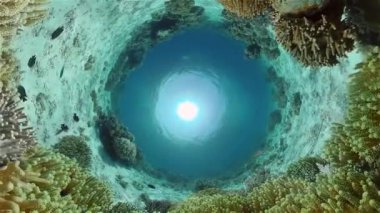 Suyun altındaki mercan kayalıklarında balıklar ve deniz yaşamı var. Mercan kayalıkları ve tropikal balıklar. Filipinler.