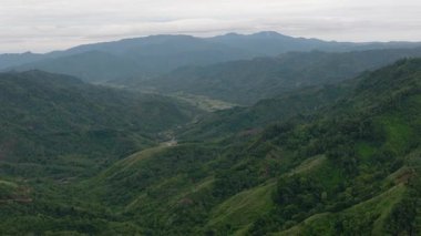Dağlar ve tepeler, yeşil ormanlar ve tropiklerde ağaçlar. Sumatra, Endonezya.