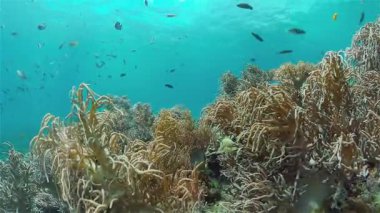 Tropik renkli sualtı deniz manzarası. Renkli balıkların ve mercan resiflerinin olduğu sualtı dünyası. Filipinler.