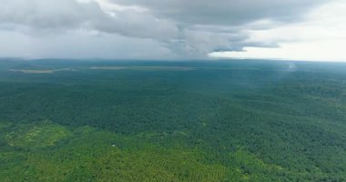 Yağ palmiyesi tarlalarının ve kırsal alanların havadan görünüşü. Borneo, Malezya.