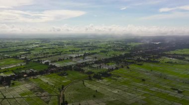 Sri Lanka kırsalındaki yeşil pirinç tarlalarının manzarası.