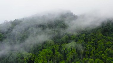 Dağlarda sis ve bulutlarla kaplı yeşil ormanın insansız hava aracı. Mistik manzara. Sri Lanka.