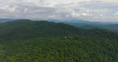 Yağmur ormanları olan bir dağ. Dağların yamaçlarında hep yeşil bitkiler olur. Borneo, Malezya.