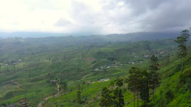 Sri Lanka 'daki çay tarlaları. Çay evi olan dağ manzarası Maskeliya..