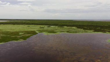 Tropikal bitki örtüsü olan sulak alanlar ve göller hayvanlar için doğal yaşam alanı. Sri Lanka.