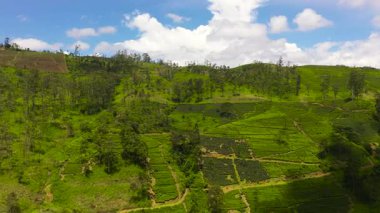 Tea estate landscape, Sri Lanka. Landscape with green fields of tea.