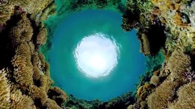 Tropikal mercan resifleri balıklarla, sert ve yumuşak mercanlarla kaplı..