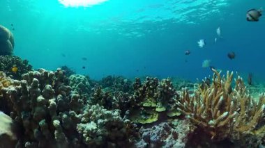 Tropical coral reef and fishes underwater. Hard and soft corals.