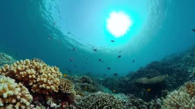 Tropical coral reef and fishes underwater. Tropical fishes and coral reef underwater. . Travel vacation concept.