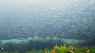 Berrak suda devasa bir sardalya sürüsü. Tropik sualtı manzarası. Bohol, Filipinler.