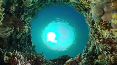 Underwater Scene Coral Reef. Underwater sea fish. Tropical reef marine. Colourful underwater seascape.