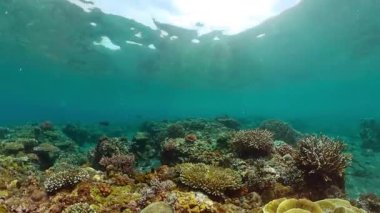Renkli tropikal mercan resifi. Sahne resifi. Deniz yaşamı deniz dünyası.