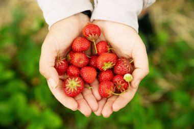 Yeşilden kırmızıya değişen olgunlukta taze toplanmış çilekleri yemyeşil arka planda tutan eller. Çilekler canlı, organik ve hasat için hazır..