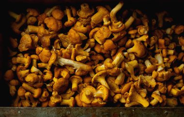 Fresh chanterelle mushrooms scattered on rustic wooden background. Rich golden tones highlight organic texture. Low-light aesthetic. Overhead view for a rustic culinary theme. clipart