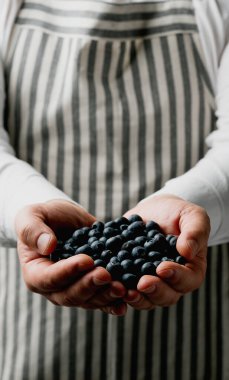 Eller yavaşça şeritli önlüğün önünde taze yaban mersini tutuyor. Zengin, koyu mavi dutlara ve ellerin dokusuna odaklan. Kaba ve sağlıklı bir hava..