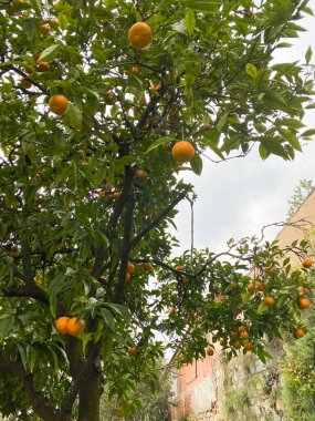 Olgun meyveli portakal ağacı, canlı yeşil yapraklar ve bulutlu gökyüzü. Arkasında tuğla duvar ve yeşillik olan kentsel bir ortam. Yakın çekim doğal sahne.
