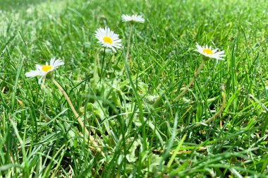 Parlak güneş ışığı altında çekilen canlı yeşil çimlerin arasında açan papatyaların yakın görüntüsü. Hassas beyaz taç yaprakları ve sarı merkezlere odaklı doğal, taze, ayrıntılı kompozisyon..