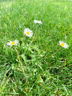 Parlak güneş ışığı altında çekilen canlı yeşil çimlerin arasında açan papatyaların yakın görüntüsü. Hassas beyaz taç yaprakları ve sarı merkezlere odaklı doğal, taze, ayrıntılı kompozisyon..