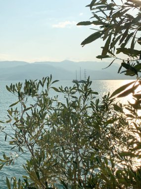 Gün batımında zeytin dalları tarafından çerçevelenmiş yelkenli gemi parıldayan suya ve arka planda yumuşak dağlara karşı durgun bir kıyı manzarası yaratıyor..