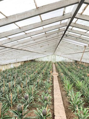 Yürüme yolu boyunca uzanan sıralı ananas bitkileriyle dolu bir sera. Yapının şeffaf bir çatısı vardır ve topraktaki bitkilerde ananas görülebilir..