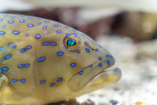 Close-up of a blue-spotted grouper showcases its intricate and vibrant coloration, a testament to the beauty of marine life.