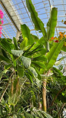 variety of plants in botanical gardens of Ireland