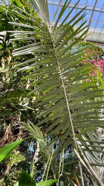 variety of plants in botanical gardens of Ireland