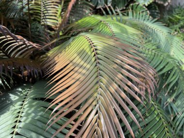 variety of plants in botanical gardens of Ireland