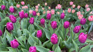 bright multi-colored colors of spring flowers in the gardens of Ireland