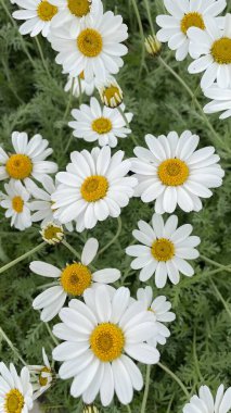bright multi-colored colors of spring flowers in the gardens of Ireland