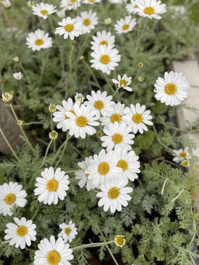 bright multi-colored colors of spring flowers in the gardens of Ireland