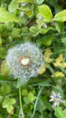 the tenderness of a dandelion among fresh greens in Dublin