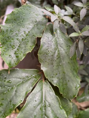 dew drops on green leaves of plants from the botanical gardens of Ireland