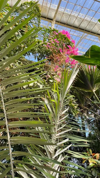 variety of plants in botanical gardens of Ireland