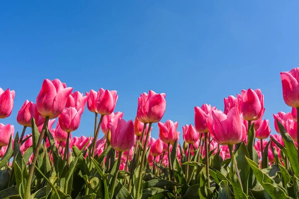 Hollanda 'da güneşli bir günde pembe lale çiçeği tarlası