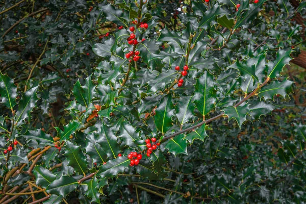 Ilex meserveae Mavili Prenses yaklaş