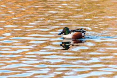 Male northern shoveler (Spatula clypeata) swimming in a lake.