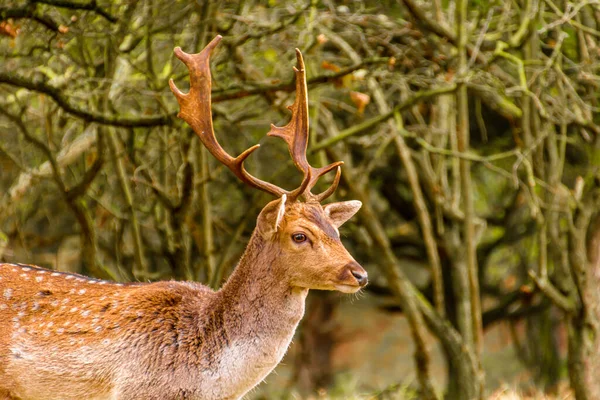 A curious deer stands in a forest surrounded by trees, peacefully observing its natural wildlife habitat.