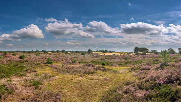 Panorama Das Dunas Areia Aekingerzand Reserva Natural Drents Friese Wold — Fotografia de Stock