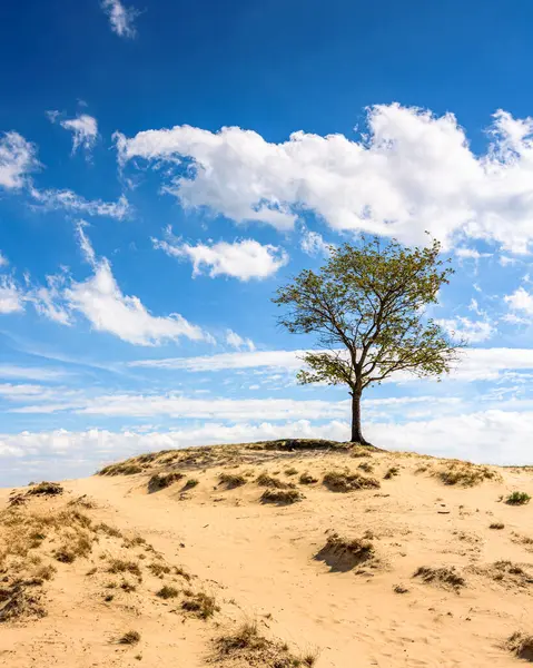 Заброшенное Дерево Области Дюн — стоковое фото