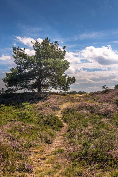 Heath Τοπίο Εθνικό Πάρκο Aekingerzand Drents Friese Wold — Φωτογραφία Αρχείου
