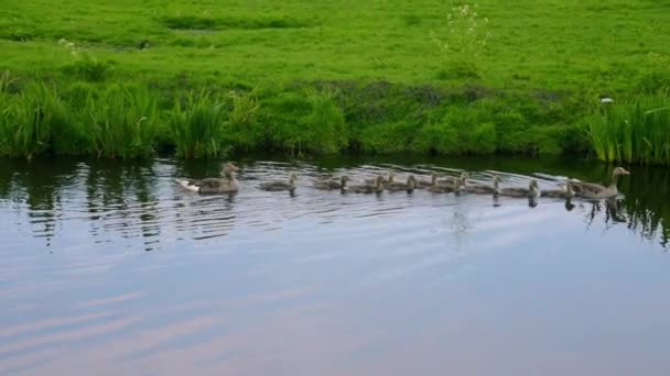 两只灰鹅和十一只幼鹅在水里游泳 — 图库视频影像