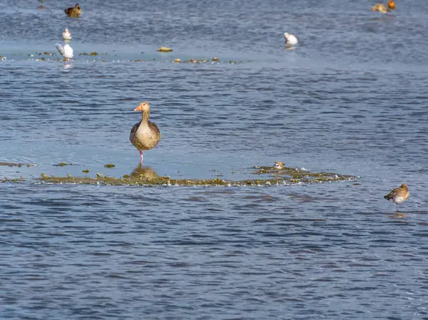 Grilag kaz suyun içinde tek bacağının üzerinde durur ve etrafına bakar.